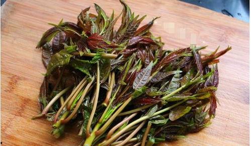 小瓜和香椿能一起吃吗,健康搭配的饮食新选择