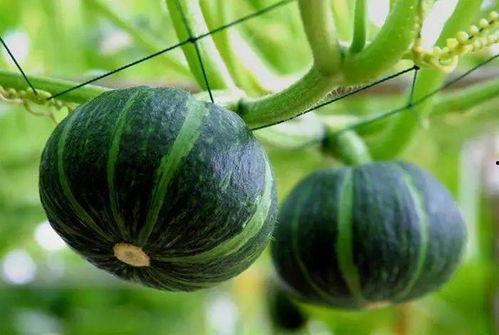 锦华观芷吃瓜图片,一场吃瓜盛宴的视觉盛宴