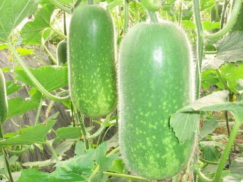 冻瓜怎么吃,冻瓜的多彩食法探索