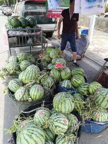 阳江网红吃瓜事件,一场网络狂欢背后的真相揭秘