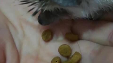 吃瓜的小萌宠,揭秘吃瓜小萌宠的趣味生活