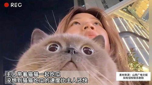 猫在线吃瓜,猫界在线吃瓜风云录