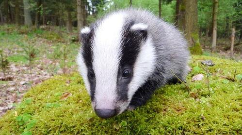 吃瓜刺猹的闰土微博,揭秘微博背后的趣味人生