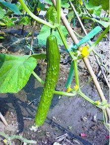 梦见吃萝卜瓜,探寻萝卜瓜的神秘寓意