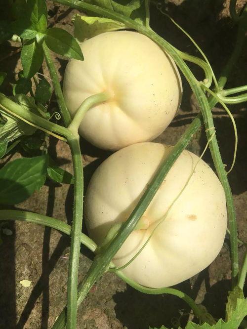 吃瓜算不算真吃瓜,真吃瓜还是假围观?