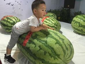 新平吃瓜事件,一场网络狂欢背后的真相与反思