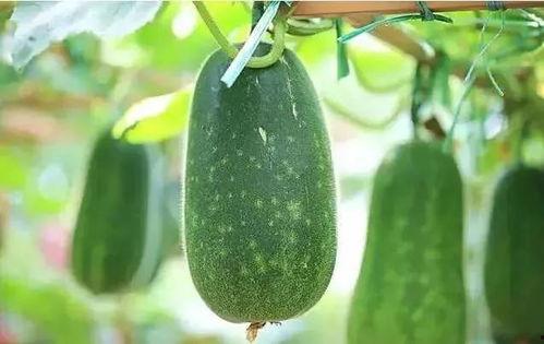 吃瓜吃不明白图文,揭秘“吃瓜吃不明白”背后的真相