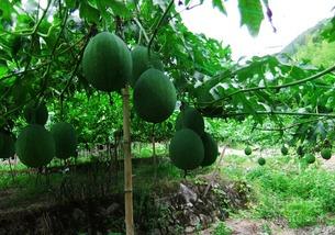 吊瓜为啥要吊着吃,揭秘吊瓜为何要吊着吃的奥秘