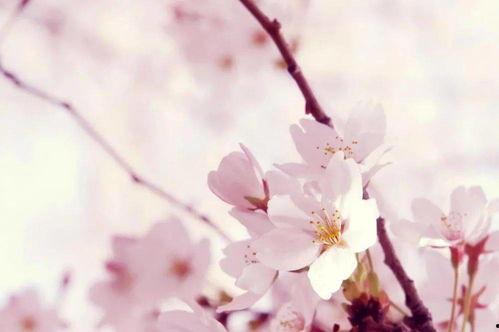 樱花学院QQ吃瓜群,揭秘校园热点背后的故事