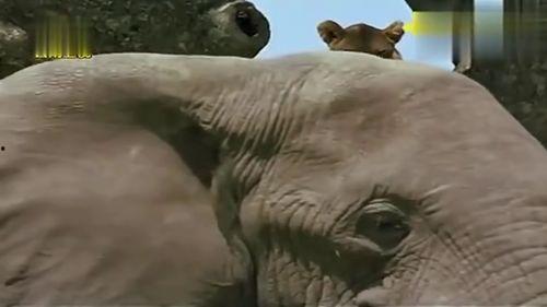 花豹与狮子吃瓜,森林霸主间的悠闲时光